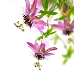 �p�b�V�����t�����[�i�`���{�g�P�C�\�E�j