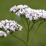 �o�����A���i���m�J�m�R�\�E�j