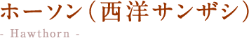 ホーソン（西洋サンザシ）  