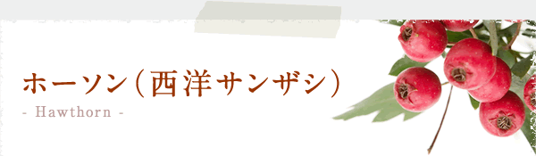 ホーソン（西洋サンザシ）  