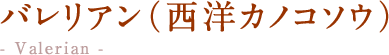 バレリアン（西洋カノコソウ）  