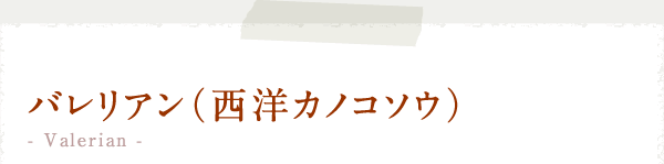 バレリアン（西洋カノコソウ）  